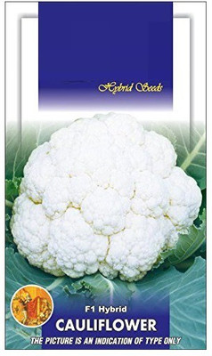 VibeX XII-210-Cauliflower F1 White 55-65 Days Seeds Seed(500 per packet)