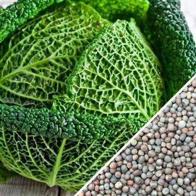 Qualtivate ™ CABBAGE HEIRLOOM SAVOY SEEDS Seed(100 per packet)