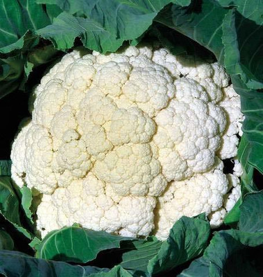 Qualtivate ™ High Yield Organic Vegetable Seeds - Cauliflower Seed(100 per packet)