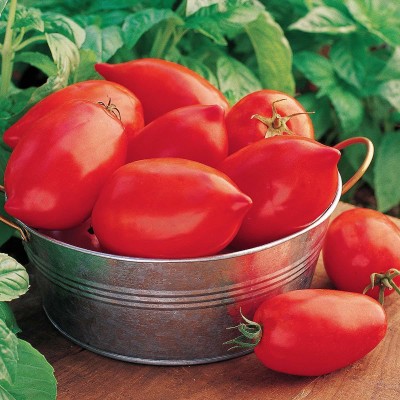 VibeX ® XL-850-Big Mama Hybrid Large Red Paste Tomato Seeds Seed(20 per packet)