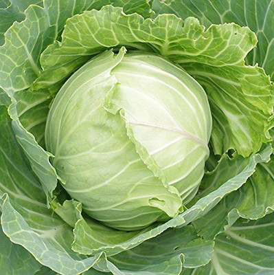 VibeX ® XXL-91-Cabbage Seeds Seed(25 per packet)