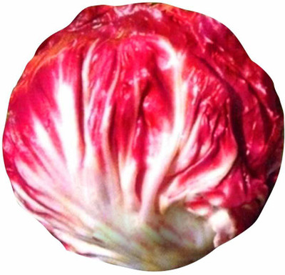 ActrovaX Fast Grow Red Cabbage Vegetable [5gm Seeds] Seed(5 g)