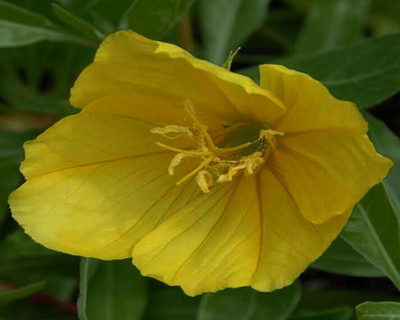 VibeX EVENING PRIMROSE Seed(15 per packet)