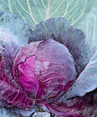 Biosnyg Purple Cabbage Organic F1 Hybrid Seeds 5gm Seeds Seed(5 g)