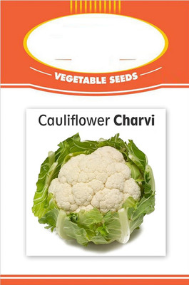 ActrovaX Cauliflower Seed(1000 per packet)