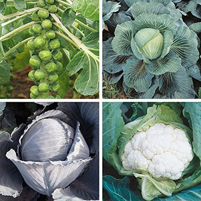 VibeX ® XXL-125-Brussels Sprouts, Cabbage, Cauliflower and Red Cabbage Seeds Seed(125 per packet)