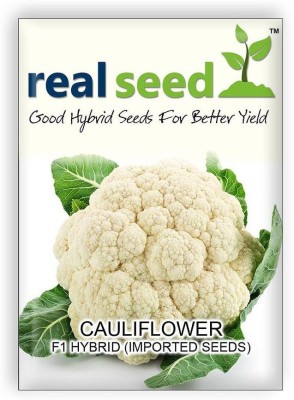 ActrovaX Cauliflower F1 Hybrid Imported Vegetable [4000 Seeds] Seed(4000 per packet)