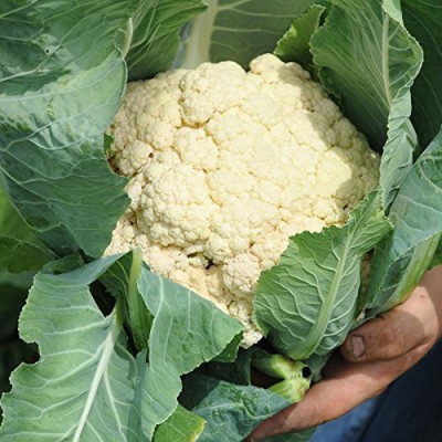 VibeX ™ XII-139-Fast Germination Cauliflower Organic F1 Hybrid Seeds Seed(600 per packet)