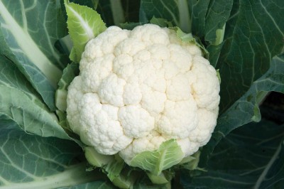 DROXTY ® XII-128-Quick Germination Cauliflower Organic F1 Hybrid Seeds Seed(250 per packet)