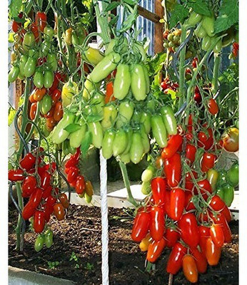 VibeX TOMATO Seed(50 per packet)