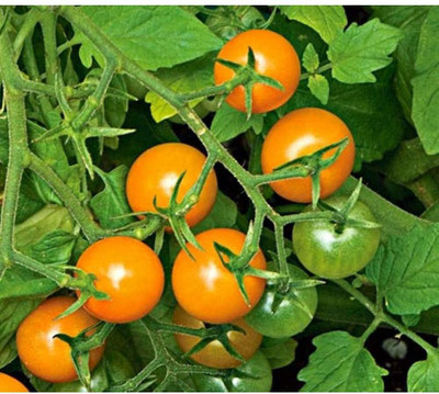 VibeX Tomato Seed(250 per packet)