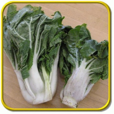 ActrovaX CHINESE CABBAGE WONG BOK VARIETY [2000 Seeds] Seed(2000 per packet)