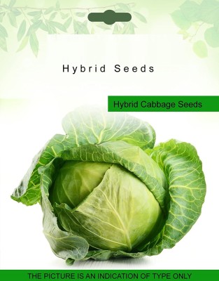 VibeX ® XXL-195-Hybrid Cabbage Seed Seed(150 per packet)