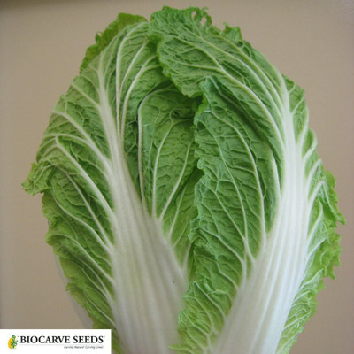 WILLVINE Chinese Cabbage Seeds Seed(500 per packet)