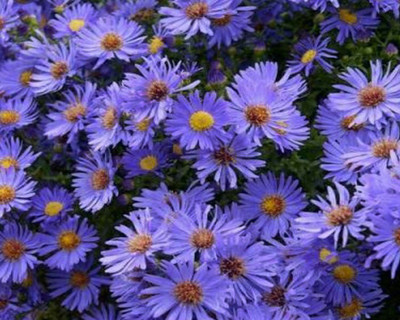 VibeX ASTER Seed(15 per packet)