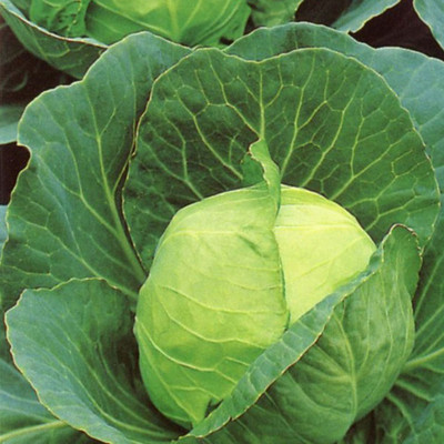 VibeX ™ XXL-368-Golden Acre Early Cabbage Seeds Seed(250 per packet)