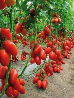 Biosnyg Gardens Hybrid Indian Climbing Tomato 5gm Seeds Seed(5 g)