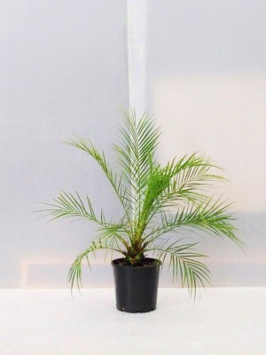 Vijay Sales Phoneix Palm Plant(Hybrid, Pack of 1)