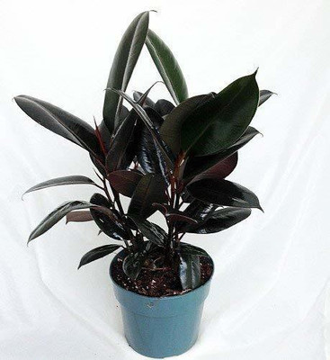 MHIMI Rubber Tree(Hybrid, Pack of 1)