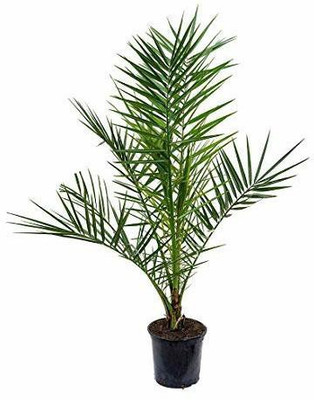 The Nursery Phoneix Palm Plant(Hybrid, Pack of 1)