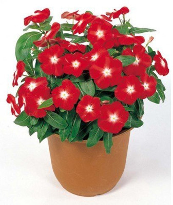 VibeX LX-30 - Sadabahar Vinca - (60 Seeds) Seed(60 per packet)