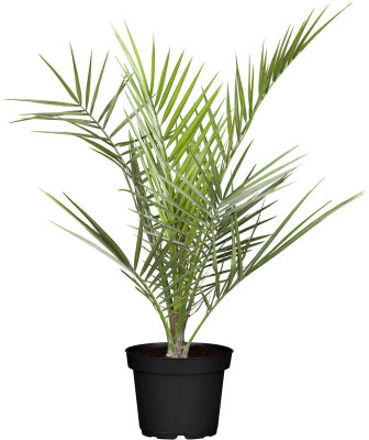 Vijay Sales Phoneix Palm Plant(Hybrid, Pack of 1)