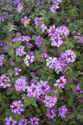 Vijay Sales Lantana/Raimuniya Plant(Hybrid, Pack of 1)