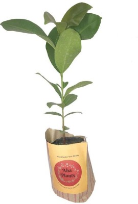 EZtect Jamun Plant(Hybrid, Pack of 1)