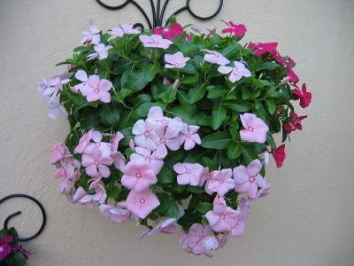 CYBEXIS VVI-21 - Flowering Plants Ornamental Vinca - (60 Seeds) Seed(60 per packet)