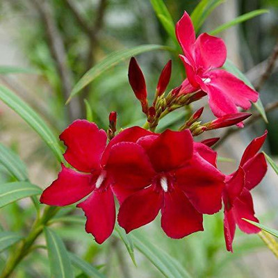 GURVEPLANTATIONI Kaner Plant(Pack of 1)