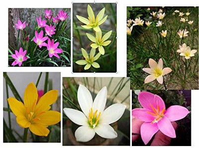 Ukanda Lily Plant(Hybrid, Pack of 1)