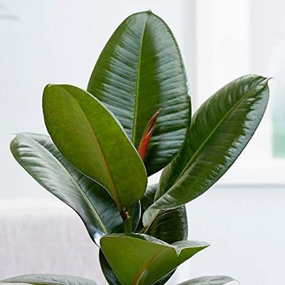 GreenyOn Rubber Tree(Hybrid, Pack of 1)