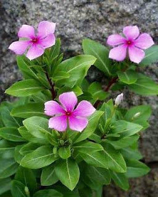 Vijay Sales Sadabahar Plant(Hybrid, Pack of 1)