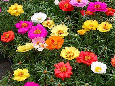 BDSresolve 15 o clock fower seeds Seed(84 per packet)