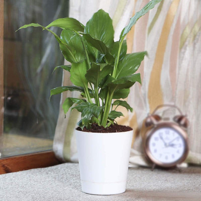 EZtect Lily Plant(Hybrid, Pack of 1)