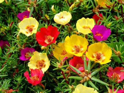 VibeX Portulaca Seed(25 per packet)