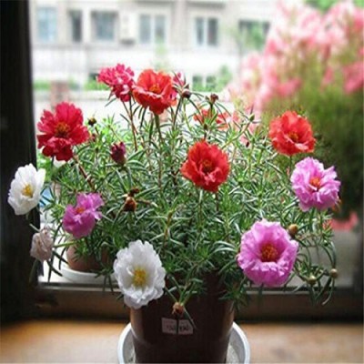 CYBEXIS Portulaca Nau Bajiya 9 O'Clock Flower Seeds Seed(50 per packet)