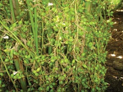 EVY Elaichi/Cardamom Plant(Pack of 1)