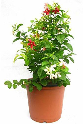 Vijay Sales Madhumalti/Rangoon Creeper(Hybrid, Pack of 1)