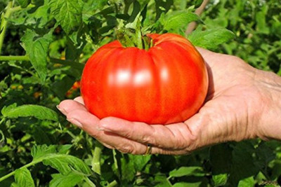 ActrovaX Red Beefsteak Tomato [2000 Seeds] Seed(2000 per packet)