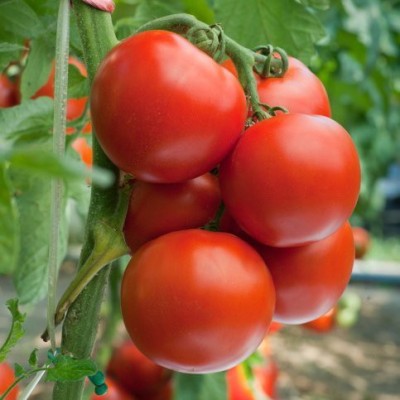 Earth Angels High Yield Hybrid Rare BEEFSTEAK TOMATO Seed(112 per packet)