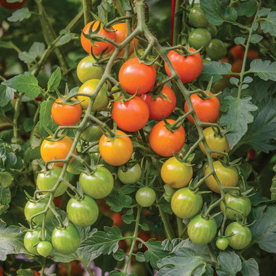 Qualtivate ™ Hybrid Golden Orange Cherry Tomato Rich Flavour Seed(2500 per packet)