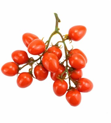 ActrovaX F1 Hybrid TOMATO - Cherry - Gardener's Delight [10gm Seeds] Seed(10 g)