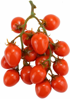 WILLVINE Fast Grow TOMATO - Cherry - F1 Hybrid Seeds Gardener's Delight Seed(200 per packet)