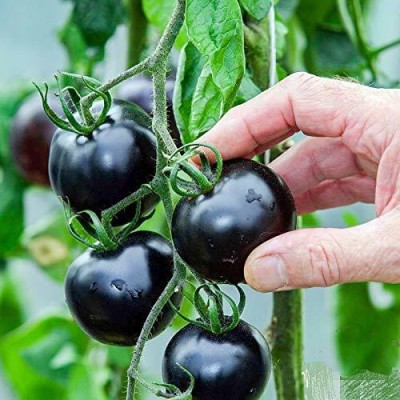 VibeX ® XL-630-Seeds Black Tomato F1 Hybrid Heirloom Seed(125 per packet)