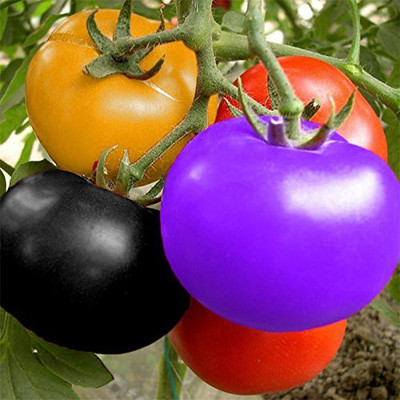 Qualtivate ® Dwarf Rainbow Tomato Seeds Seed(2500 per packet)