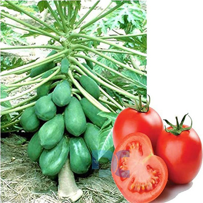 greenglory papaya tomato seeds Seed(50 per packet)