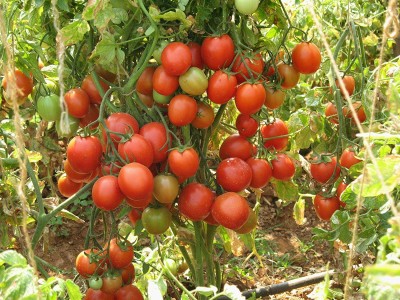 Aywal Tomato Seeds High Germination Red Cherry Tomato Vegetable Seed Seed(15000 per packet)