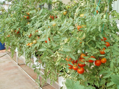 VibeX Tomato Seed(250 per packet)