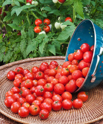 VibeX Tomato Seed(90 per packet)